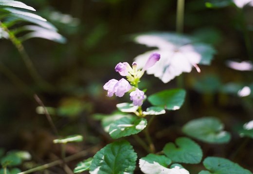 Red River Gorge, June 18, 2010